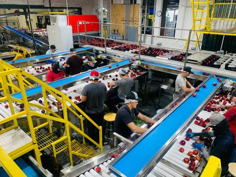 Fruit Sorting Machines: Complete Guide to Basics, Techniques, Facts, Knowledge, and Best Practices
